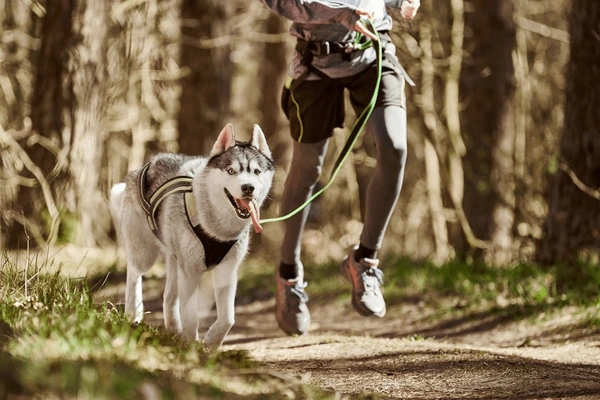 cani Canicross Long